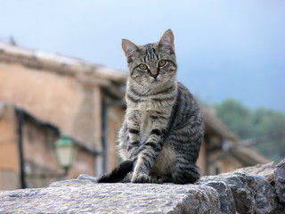 kleine grau getigerte Katze sitzt auf einer Mauer vor einem traditionellen Haus auf Mallorca/Spanien