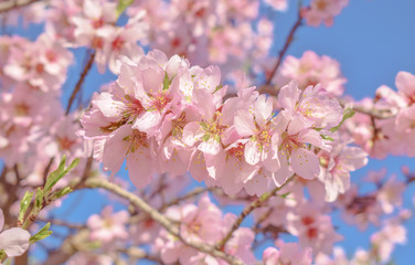 Beautiful almond blossom branch with blue sky,welcome spring