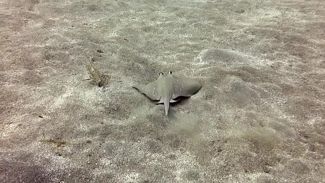 Bluespotted Stingray, neotrygon kuhlii also known as bluespotted maskray or Kuhl's stingray swimming over sandy bottom of Bali