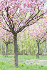 Obraz na płótnie Canvas japanese cherry blossoms in full bloom