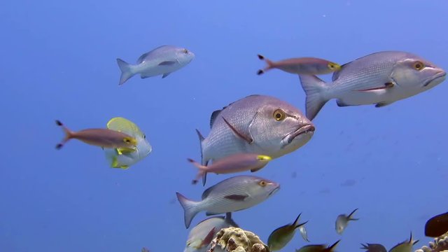 Banded cleaner shrimp, stenopus hispidus  swimming over corals.