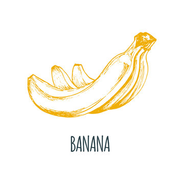 Hand drawn banana on white background. Vector illustration of fruit. Vegetarian food sketch.Farm market product.