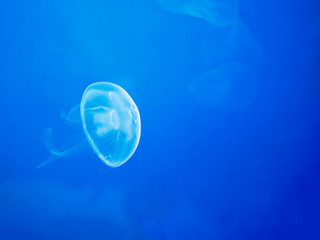 Moon Jellyfish Swim Underwater, with a Soft Bioluminescence