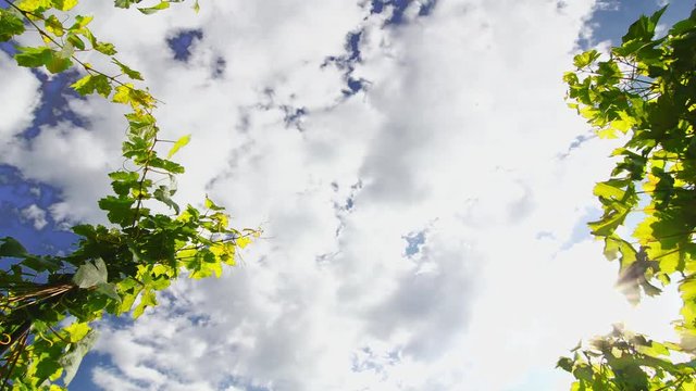 4K Timelapse of clouds over a Vineyard. Climate change - weather conditions and nature in rural countryside