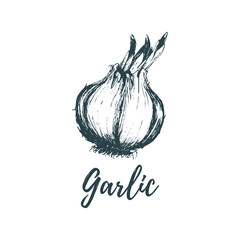 Hand drawn garlic. Vector illustration of vegetarian food. Sketch of farm market product.