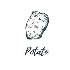 Hand drawn potato. Vector illustration of vegetarian food. Sketch of farm market product.