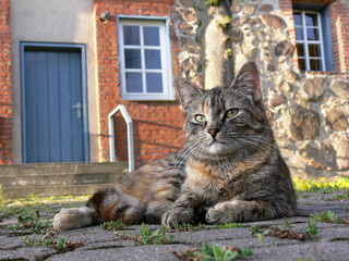 grau getigerte Katze liegt auf dem Gehweg vor einem alten Haus im Wendland