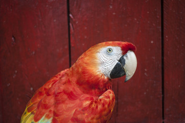 Guacamaya