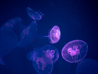 Fototapeta premium Group of Moon Jellyfish Swim Underwater, with a Soft Bioluminescence