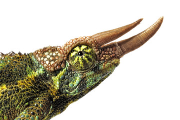 Dreihornchamäleon (Trioceros jacksonii) - Jackson's chameleon © bennytrapp