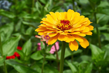 Blumengarten mit Zinnien