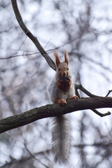 Beautiful and cheerful squirrel in the forest.