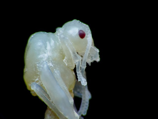 Extreme macro shot The queen Red ant Black Background