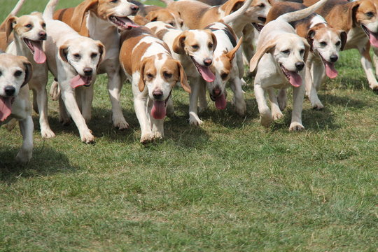 A Pack of Hunting Hounds Eager to Start the Chase.
