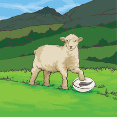 sheep  New Zealand Rugby Ball