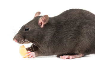 Gray rat with cheese