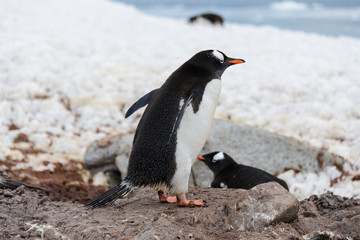 Naklejka premium Gentoo penguin going