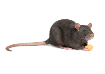 Gray rat with cheese