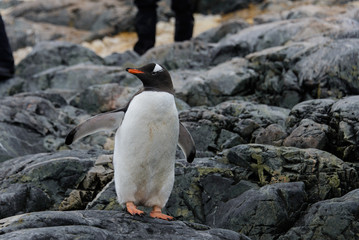 Gentoo penguins on stone