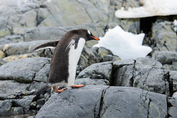 Gentoo penguin going