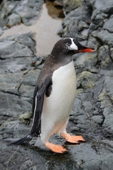 Naklejka premium Gentoo penguins on stone