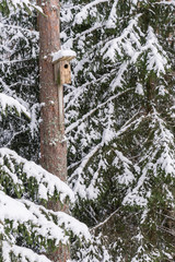 Snowy bird house on a pine tree. Wooden aviary of timber. Nest box in the forest, natural winter background pattern