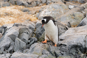 Gentoo penguin going