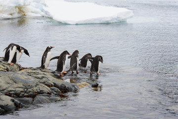 Gentoo penguins going to sea