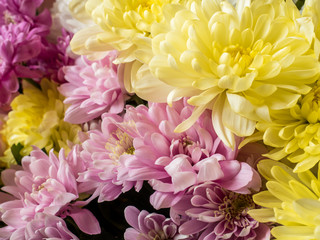 Fototapeta premium Bouquet of multicolored chrysanthemums on brown wooden background Place for text