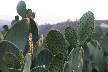 Cactus, nopal, plant, green, desert