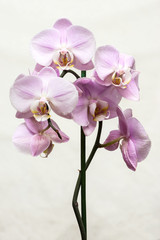 Purple mottled and spotted orchid stem. Lilac flower branch. Phalaenopsis blooming blossom focus stack on isolated white background
