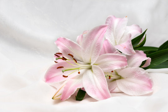 Lily. Beautiful flower open petal. Bright white bloom blossom focus stack. Blooming flower on white fabric background