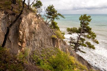 Black sea coast. Slope, growing pine trees. The waves of the sea