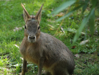 Naklejka na ściany i meble A Lovely South American Mara Patagonian Hare Animal.