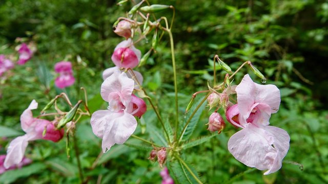 Indisches Springkraut in Deutschland, bl&uuml;hend