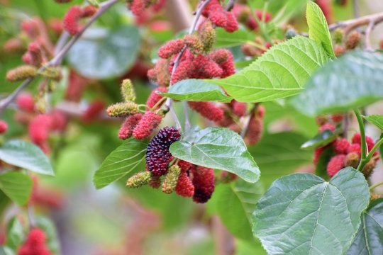 mulberry tree Cyprus