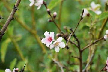 Cyprus spring tree