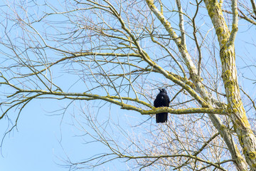 A crow resting on a tree with leafless branches in UK Spring - seasonal nature background