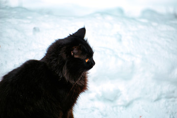 Black cat in the winter on white snow.