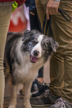 DOG SHOW GIRONA March 17, 2018,Spain, dog breed Blue Merle Border Collie