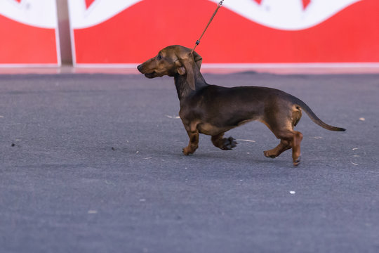 DOG SHOW GIRONA March 17, 2018,Spain, dog breed Dachshund