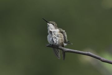 Getting Settled on the Perch