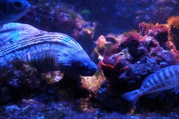 Moray