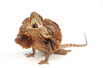 Kragenechse (Chlamydosaurus kingii) - frilled-necked lizard