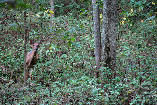 Fototapeta Woodland Wildlife