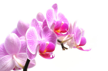 Pink orchids, flower isolated on white background.