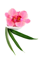 Pink orchids, flower isolated on white background.
