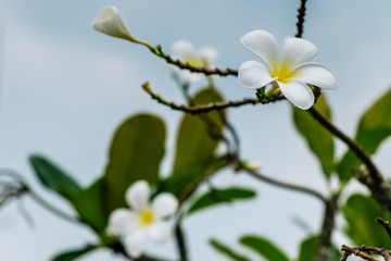 Frangipani tropical flowers in Bangkok