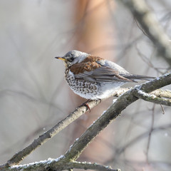 fieldfare