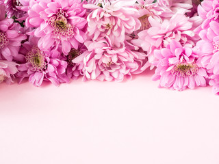 Bouquet of multicolored chrysanthemums on a pink background Place for text